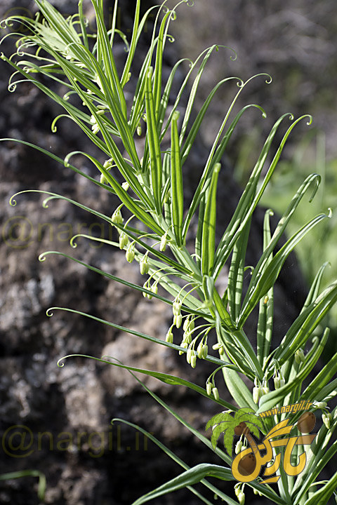 مهرسلیمان دانه قرمز